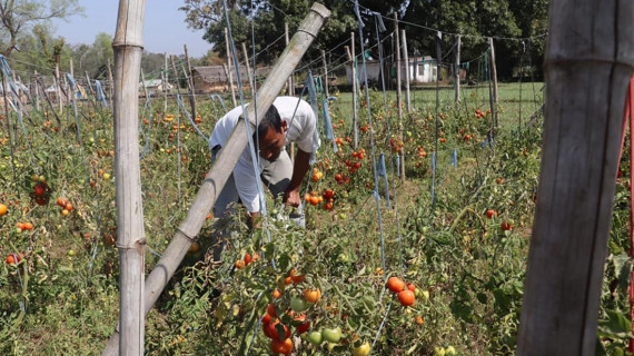 किन भयो गोलभेँडा अचाक्ली महँगो ? अझै बढ्न सक्छ मूल्य